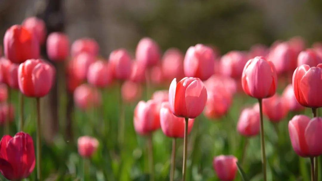 壁纸 花 桌面 1080_608