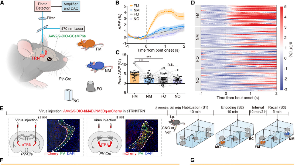 Neuron：西安交大李燕团队揭示丘脑网状核调控社交记忆的神经机制