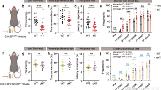 Nature子刊丨韩国科学技术院团队揭示Grin2b突变小鼠的感觉超敏机制