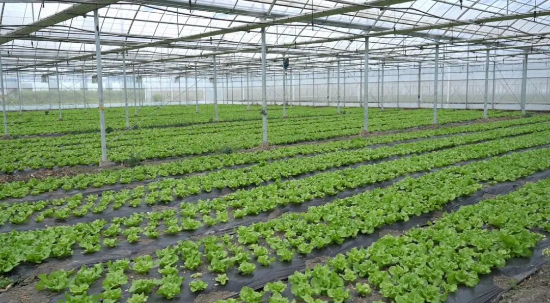 壁纸 成片种植 风景 植物 种植基地 桌面 1080_595