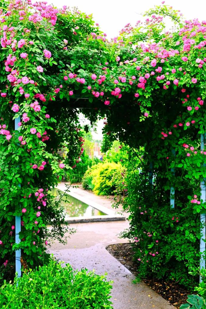 欧式建筑清香扑面而来徜徉月季花海跃然眼前宝藏花园"花间"玫瑰园来到