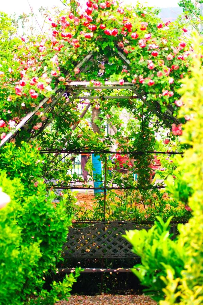 "玫瑰园内月季花海开放正艳时值初夏,百花盛开打造随州城区独一无二的