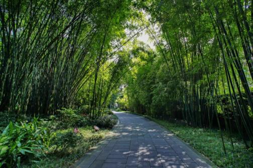 惊了!成都居然有人少景美的秘境森林,独享童话里的绿光森林