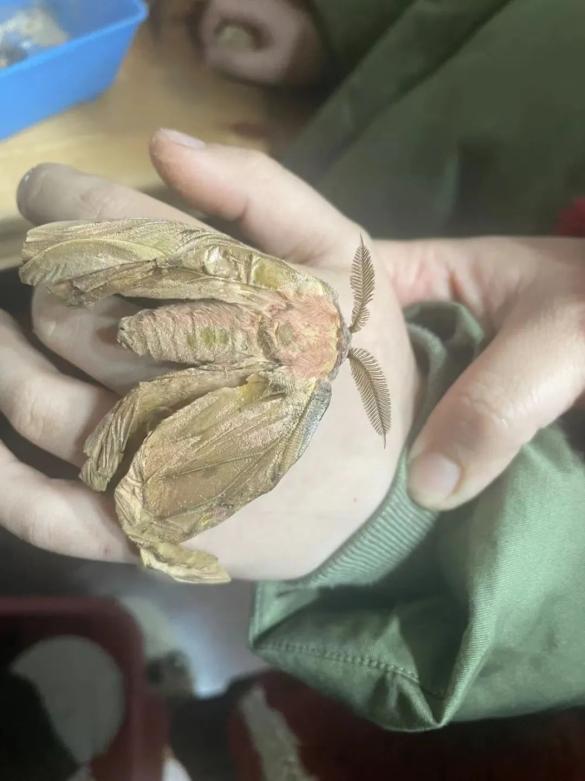 学校门口捡到的樟青凤蝶蛹,会从这里破茧成蝶;古村落里拾得的螳螂卵鞘