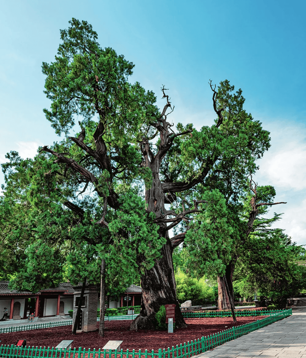 【中华文化】走进黄帝陵 探寻中华文化根脉