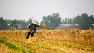 全球智点·全球安全倡议丨亚行呼吁推进粮食系统的韧性改革