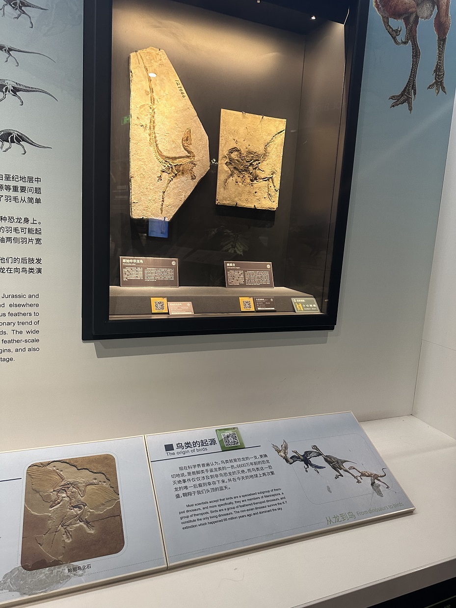 深圳古生物博物馆门票图片