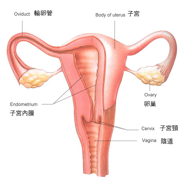 女性生理结构腹部图片