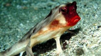 这种形态异常的怪鱼，不擅长游泳，却喜欢在海底用四只“脚”行走