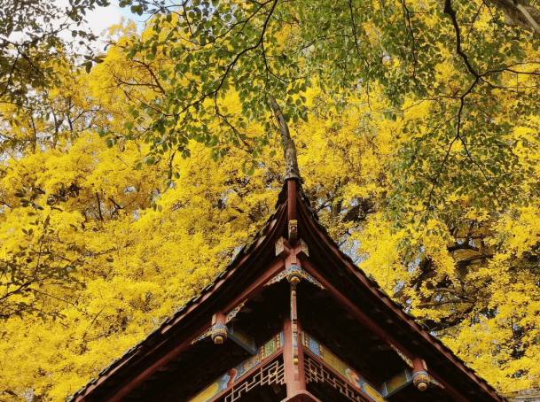 【生态环保】银杏古树见证生态文明