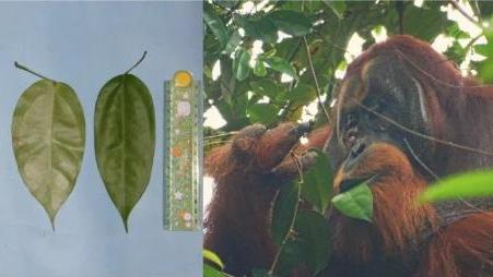 红毛猩猩自制草药敷伤口，一个月后自愈！网友：动物也懂中医？