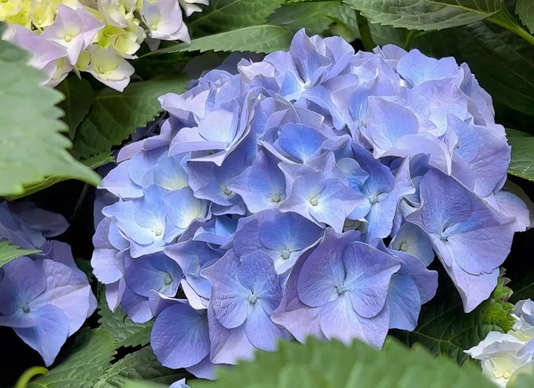 青鸟不传云外信丁香空结雨中愁诗意_丁香花结雨中愁的意思_丁香空集结雨中愁全诗