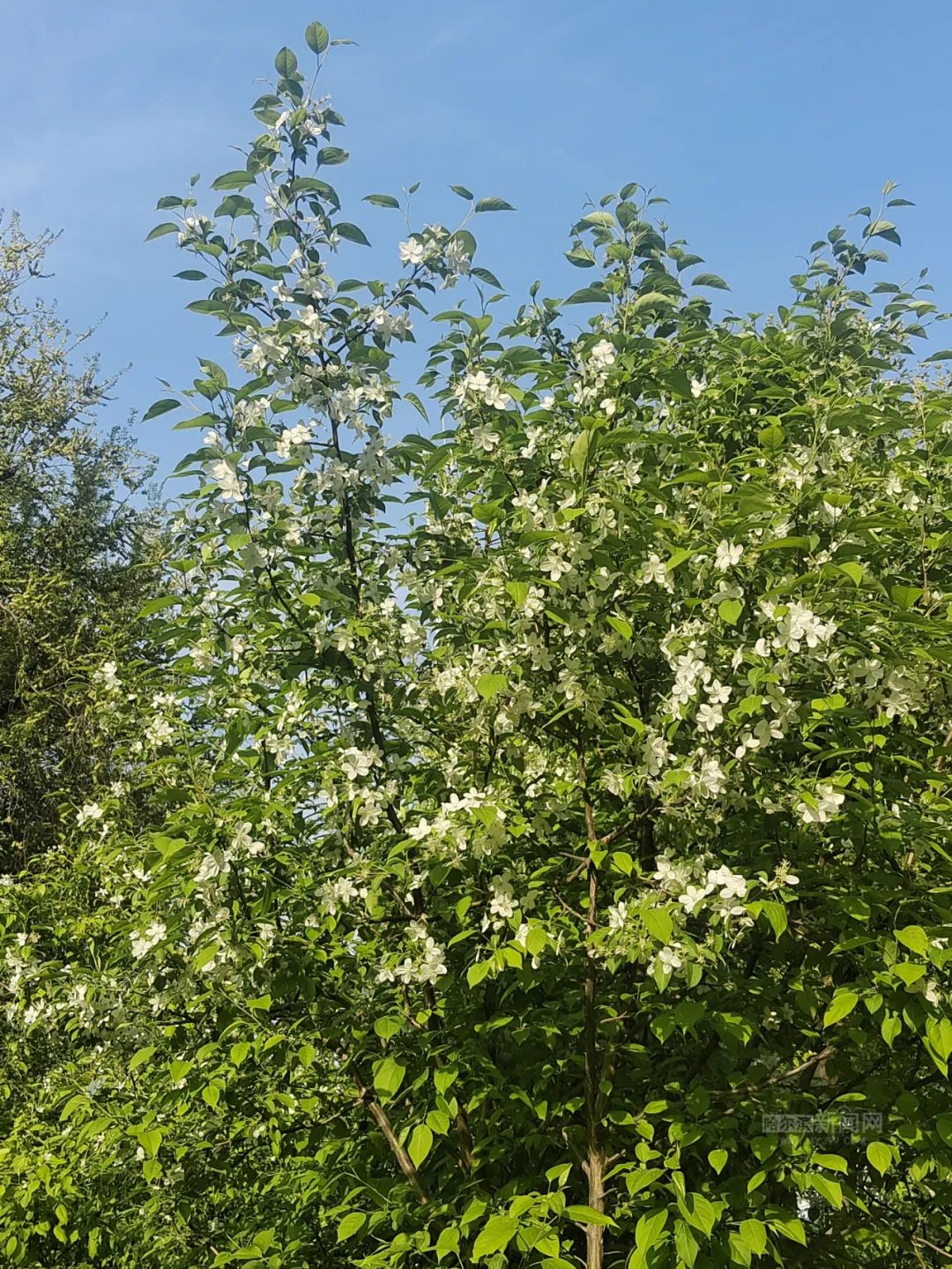 山荆子绽放像下雪了丨这份赏花路线快收藏