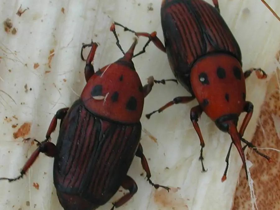 【守"沪"森林】一起来了解一种为害棕榈科植物的检疫性害虫