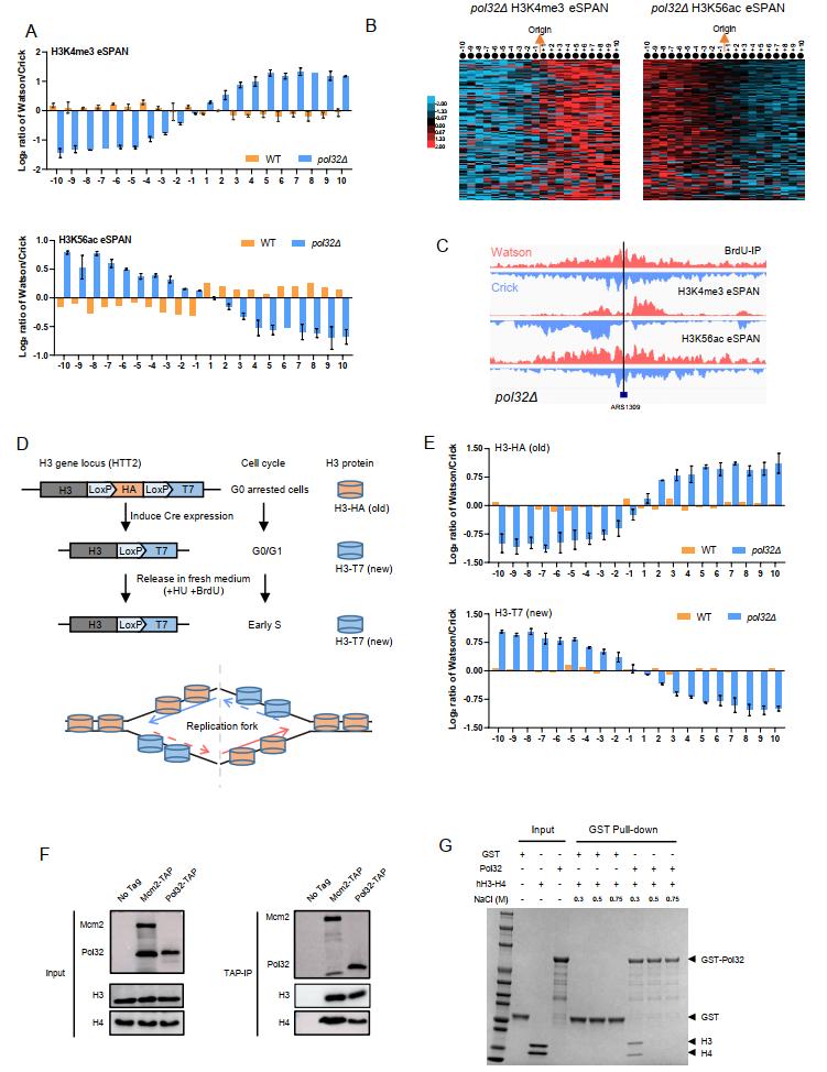 甘海云/于传贺/韩俊宏团队完成dna复制偶联亲代组蛋白回收的最后一块