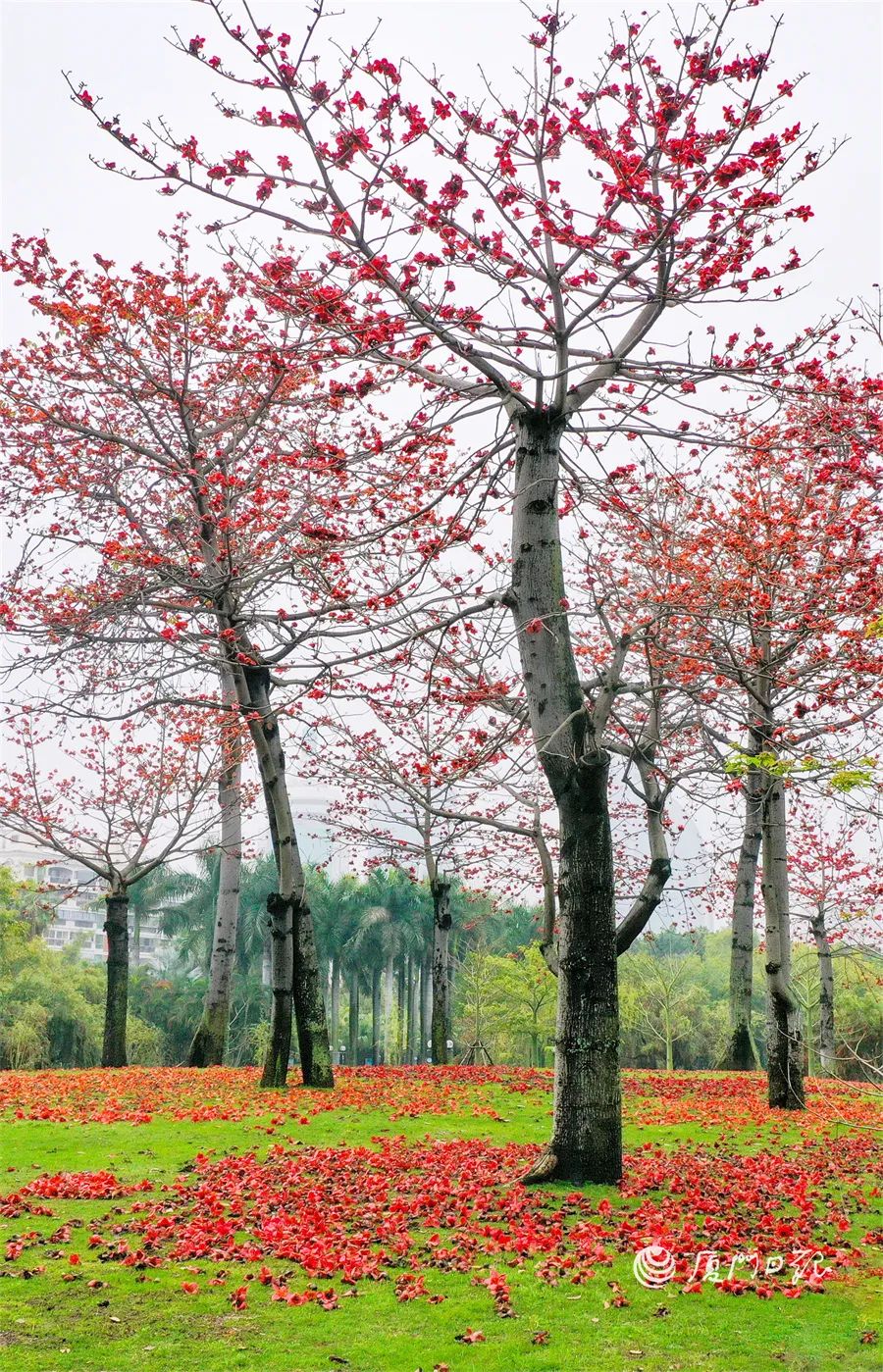 开"每一颗蒴果中都包含着不少木棉絮木棉花凋落后会结成蒴果红花木棉