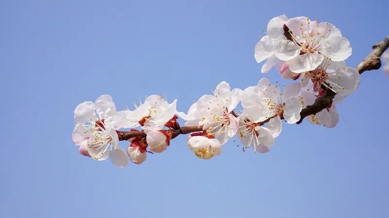 植物记录卡杏花图片