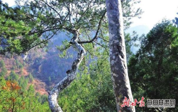 看甸山白皮松,开启一次自然课堂