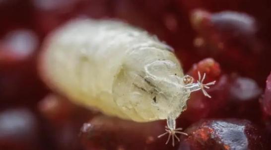 又到了吃虫,哦不,吃杨梅的季节了