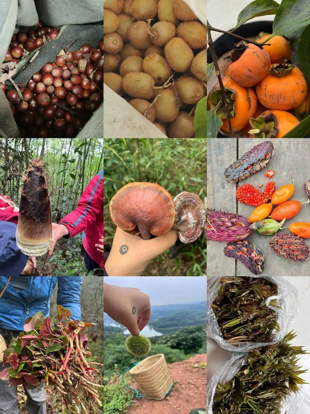 挖野菜的乐趣无穷大,但是,吃野菜的注意事项你了解吗?