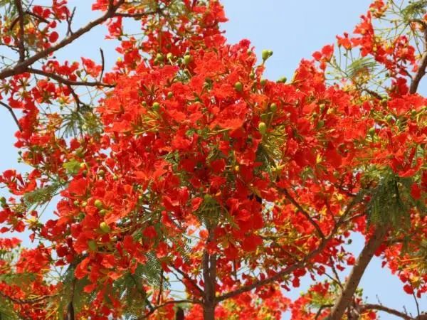 逐日新,红芳簇簇蝶飞频一朵朵红色的"火凤凰"无论是与晨曦的阳光同行