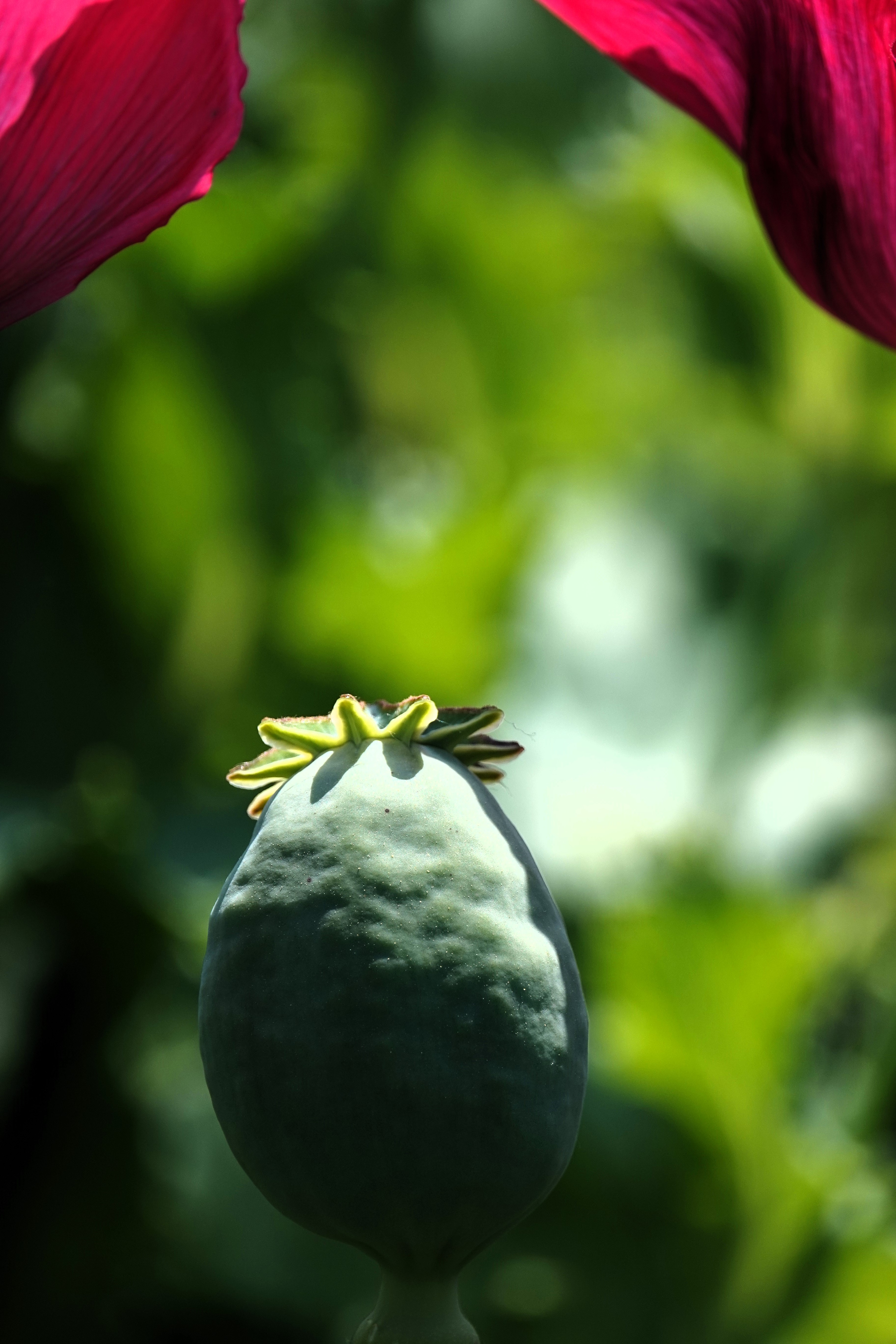 罂粟花种类图片