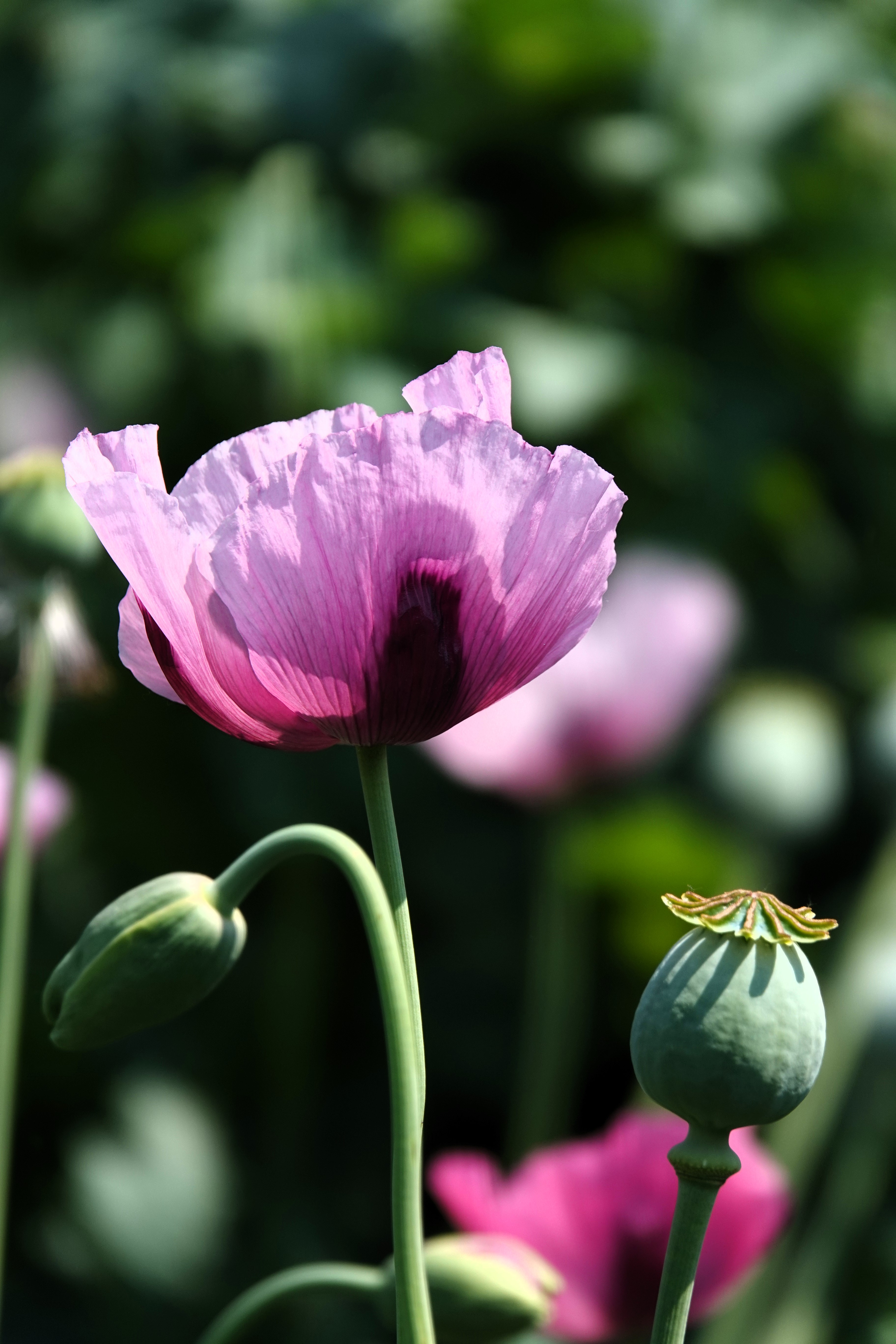 《面对罂粟花