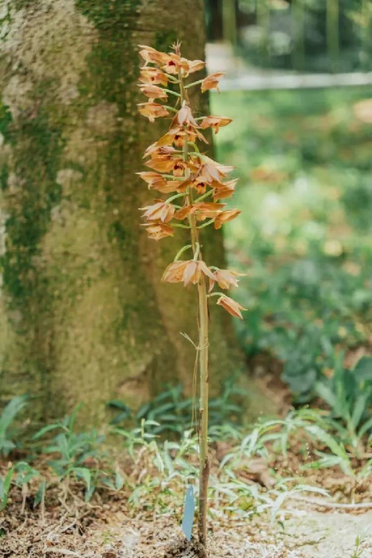 "神奇"植物,现身广东!