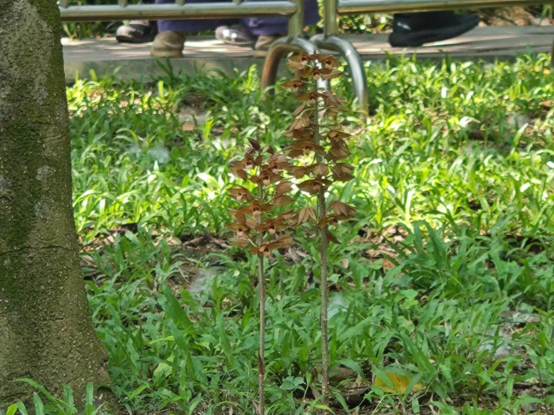 "神奇"植物,现身广东!