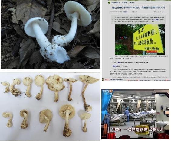 韶关市民 又有人中毒!警惕野生毒蘑菇