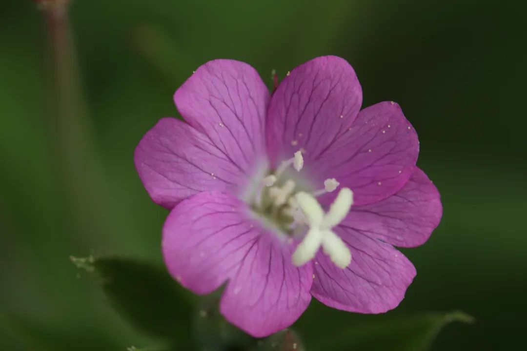 探秘 长白山植物千种风情~柳叶菜