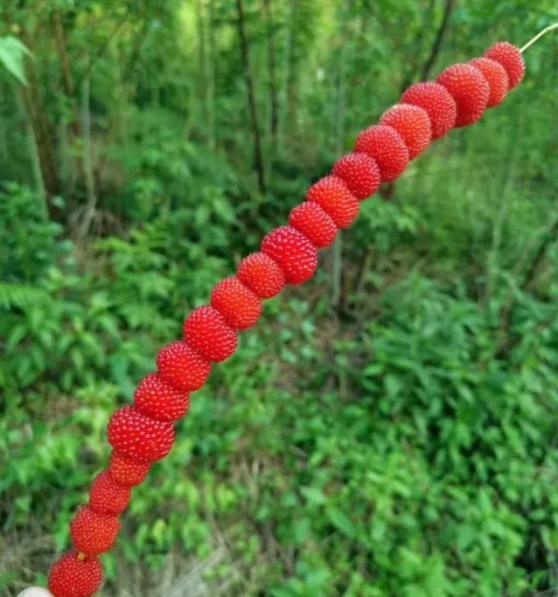 清明节山上的野果图片