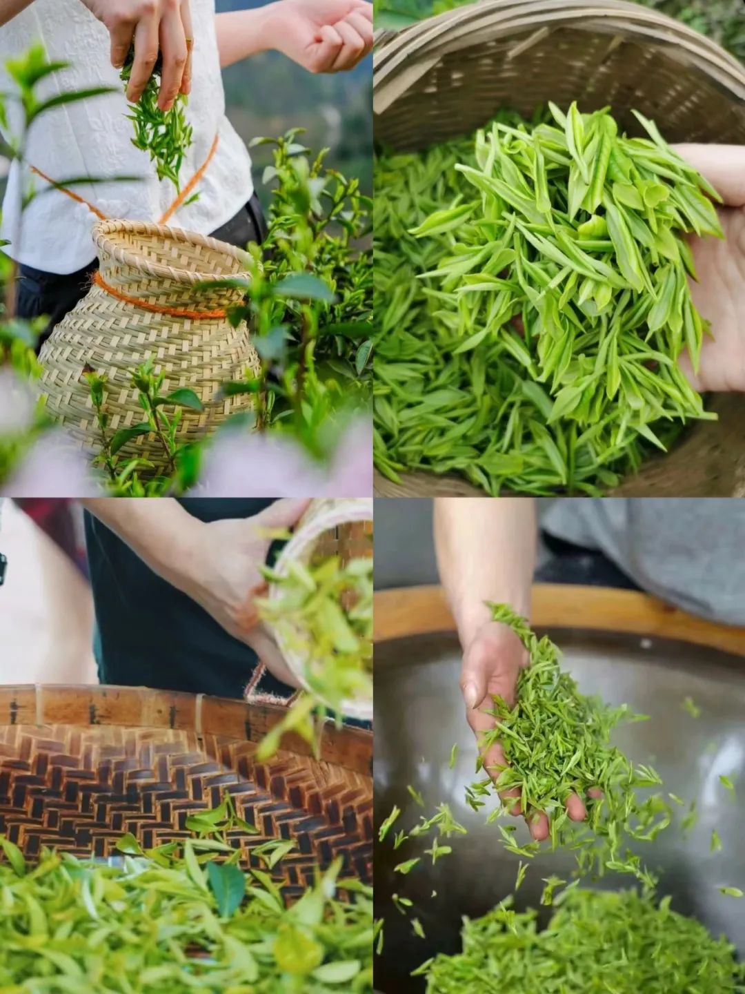 遇见家·缘聚侨城·浙里幸福丨以茶之名,共赴茶事