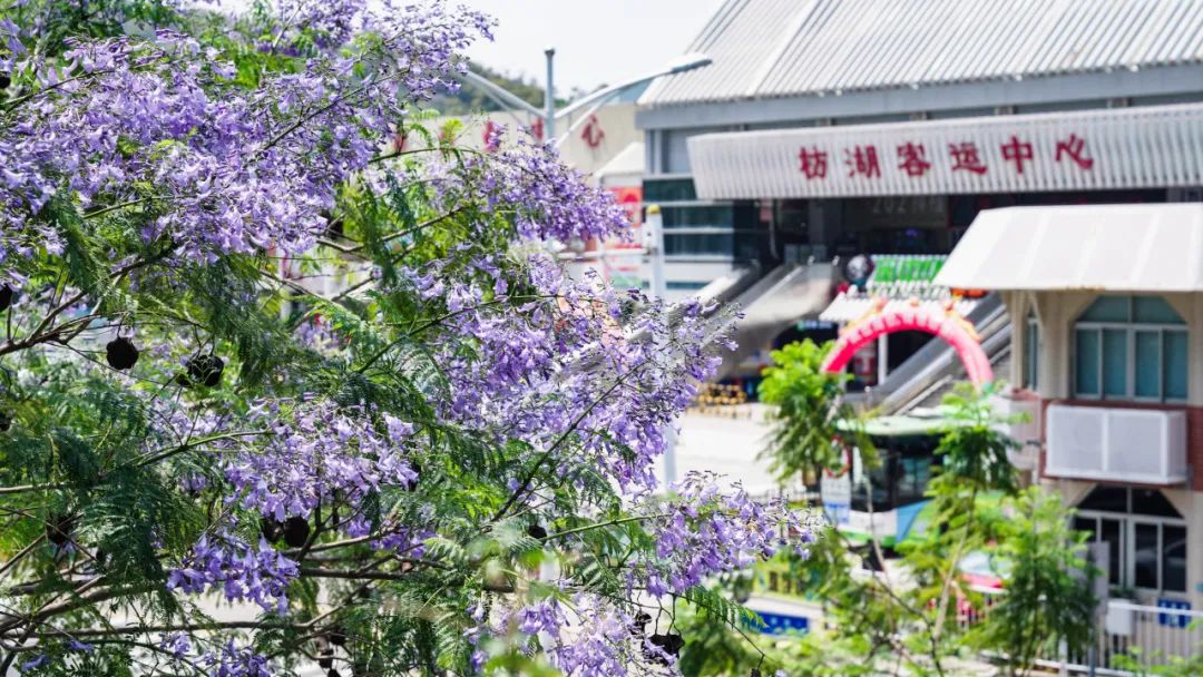 五月,一起来湖里看花花