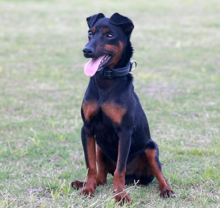 太仓犬"等今年来是一只"太仓犬"我们的预备小警犬"泰山"或者是稳重的