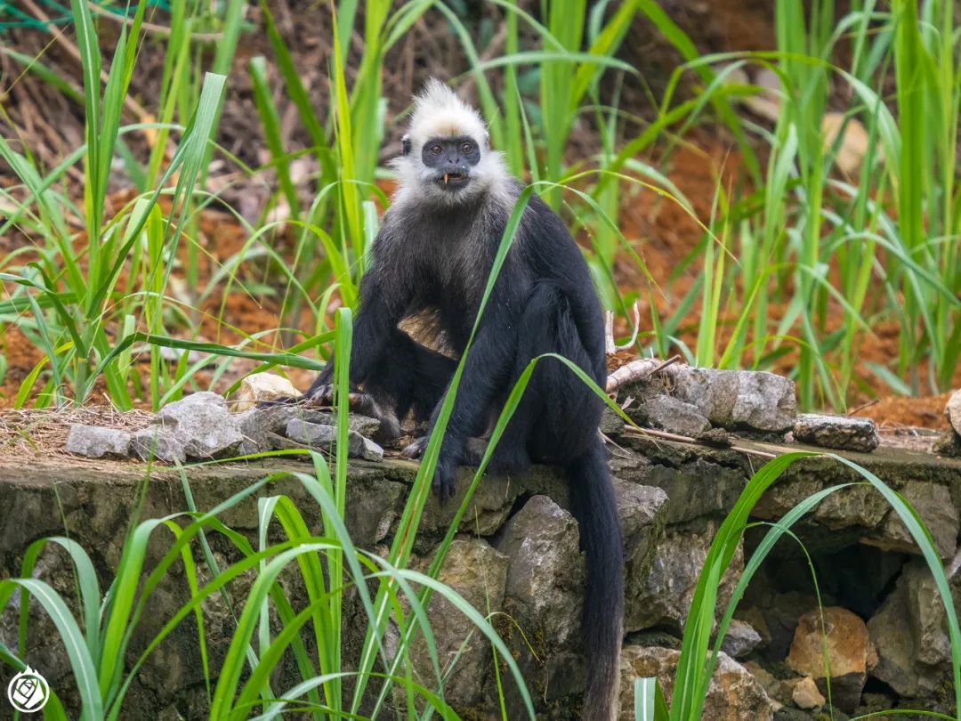 别动!你被白头叶猴包围了