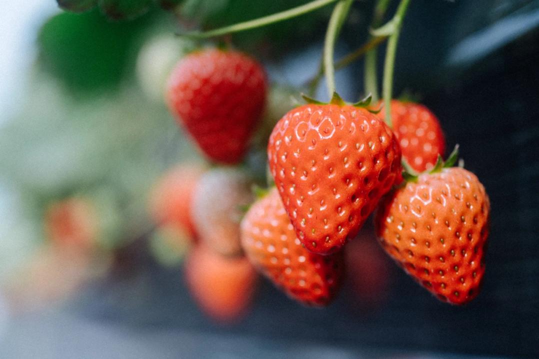 壁纸 矢量 水果 小果 植物 1078_718