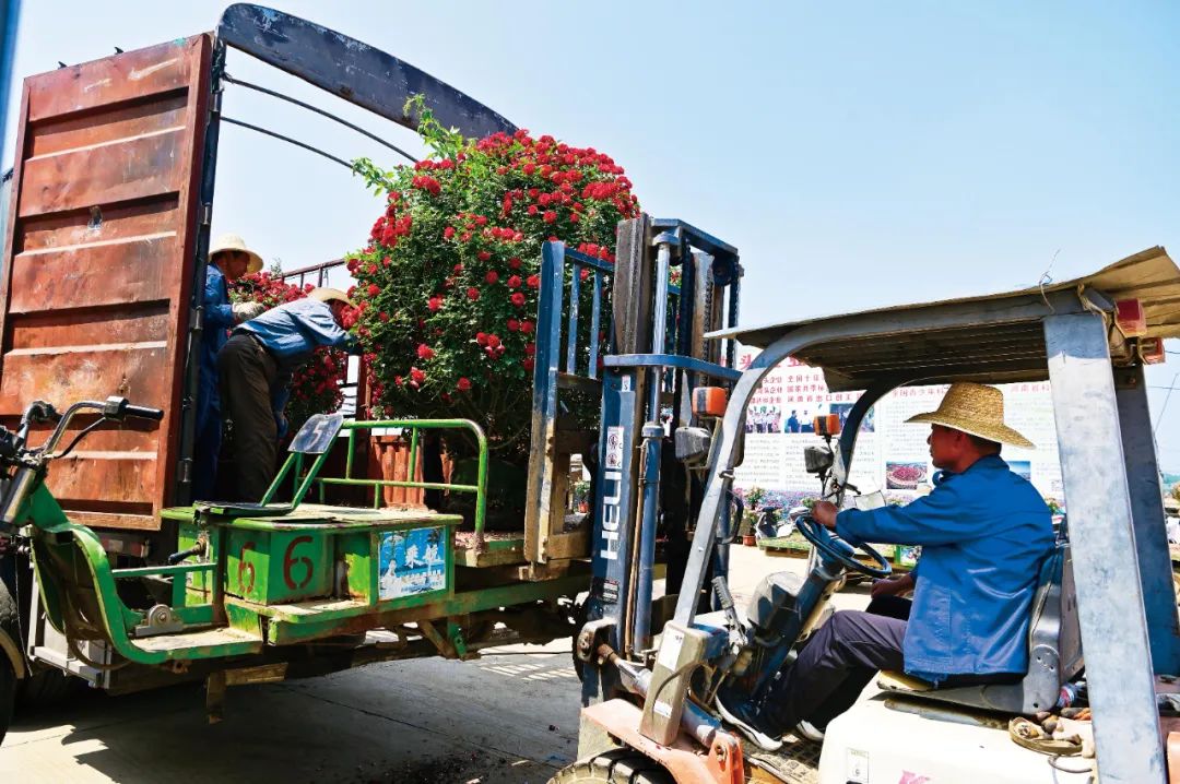 盛世花开 出彩南阳