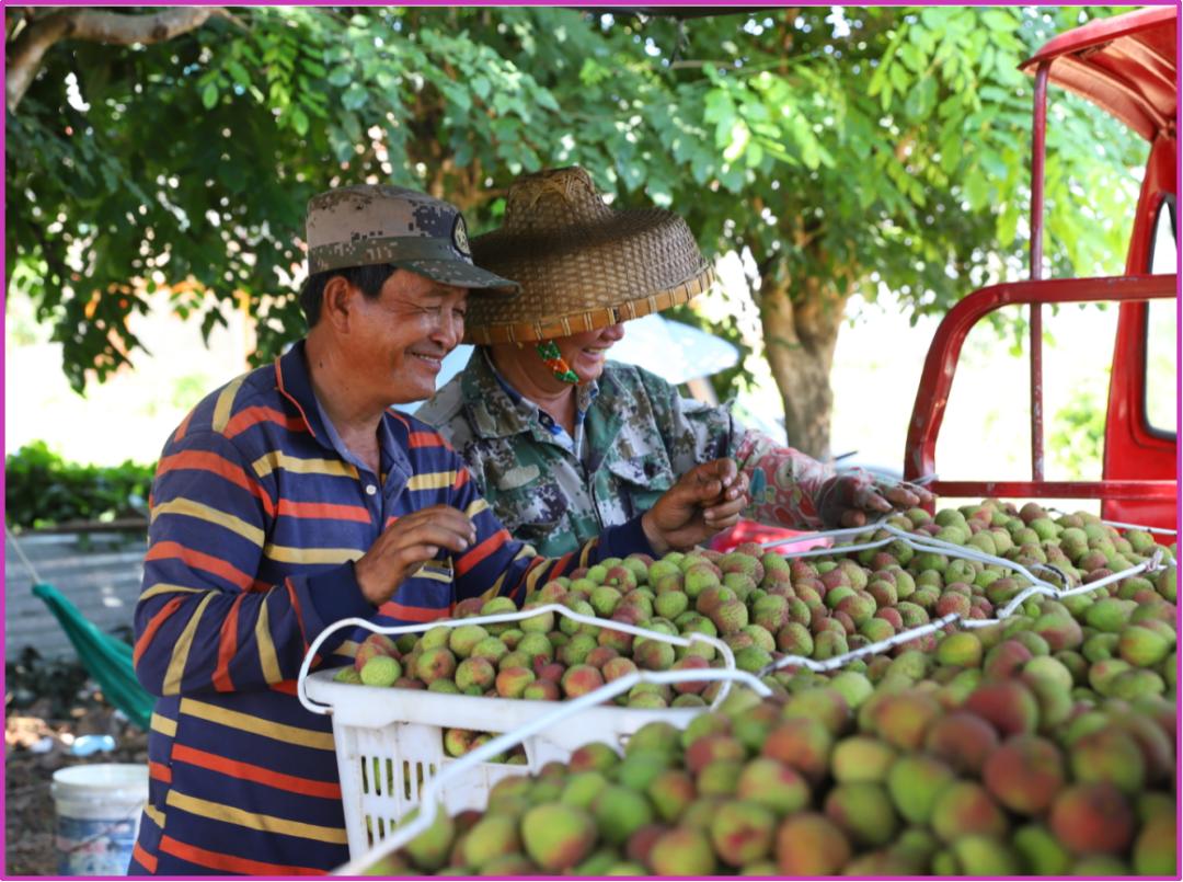 海南荔枝上新中!一起来看丰收时刻