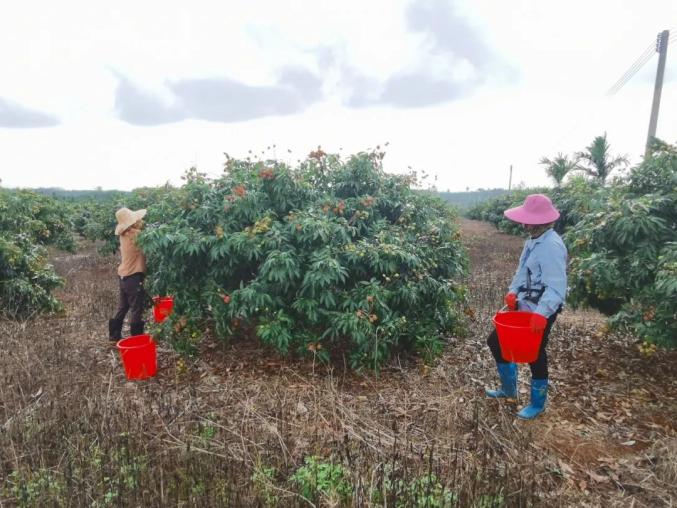 海南荔枝上新中!一起来看丰收时刻