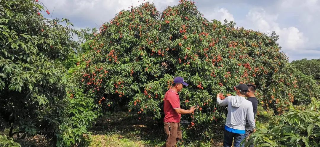 海南荔枝上新中!一起来看丰收时刻