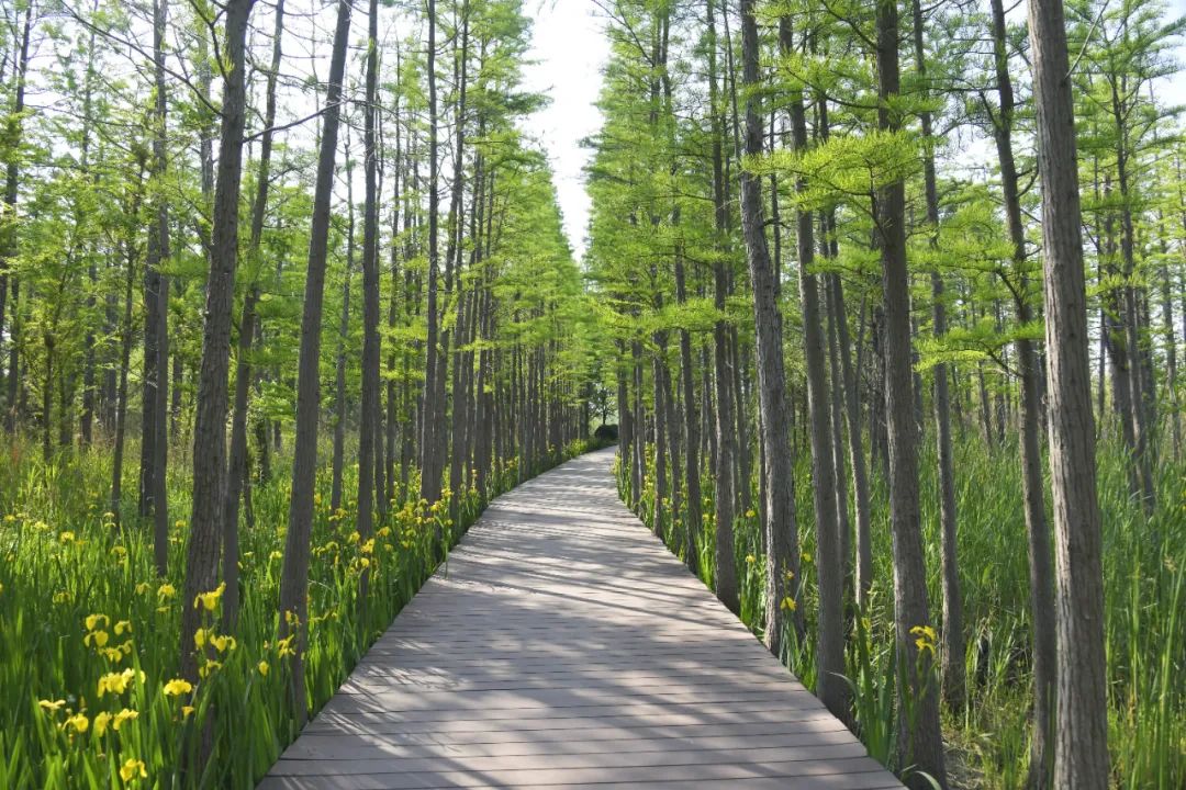 在潘安湖湿地公园,薛永详细了解景区运营,管理服务,资源整合等情况.