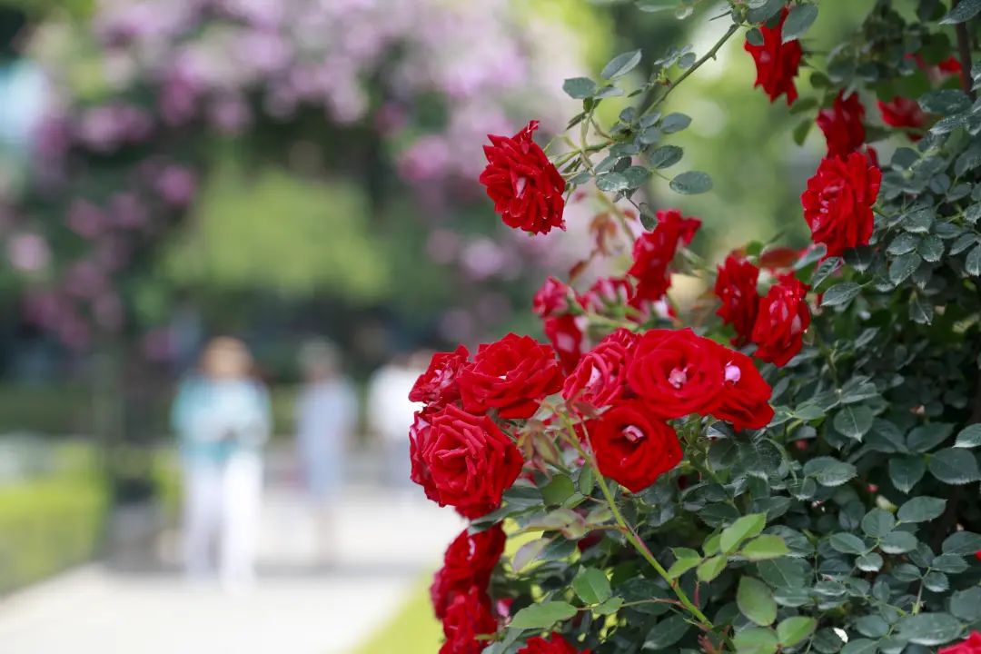 影像故事丨在黄浦这个百年公园,邂逅"花中皇后"
