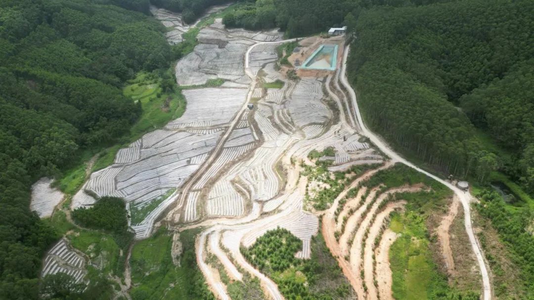 榄坑村村民小组种植了超5000亩茶树.