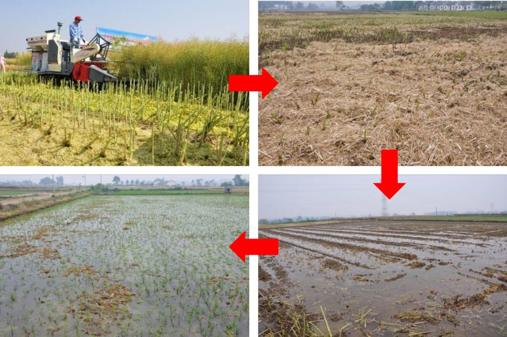 全国主推项目,华中农大 10