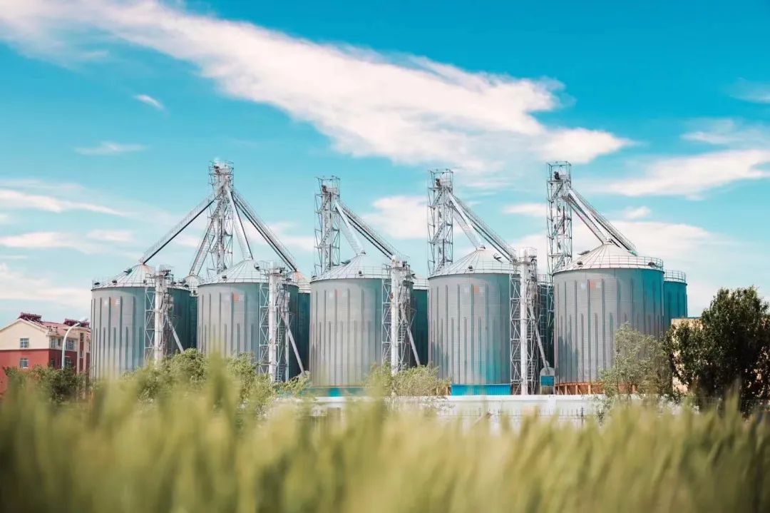 盐碱地上好"丰"景 | 一粒麦种的"成长之旅"