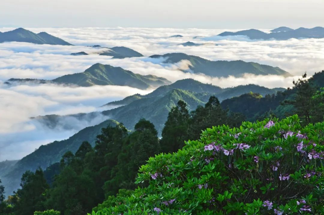 广度乡千亩云锦杜鹃花仙居紫箨山下三井,广度两座古寺巍巍矗立千余年