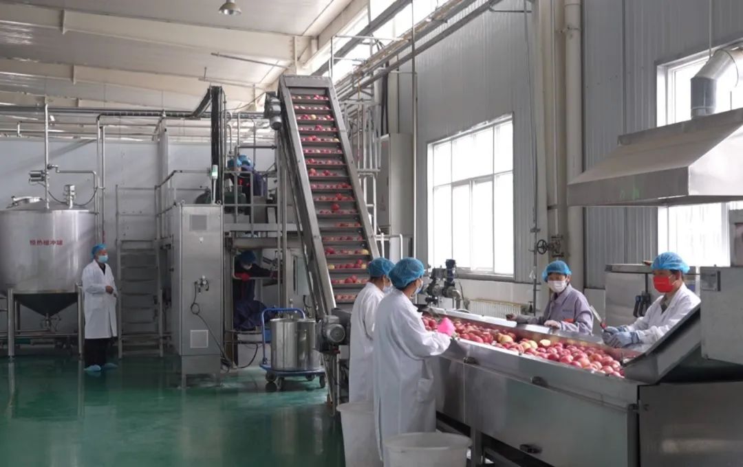 【中央媒体看甘肃】甘肃静宁:小苹果"链"起大产业_澎湃号·政务_澎湃