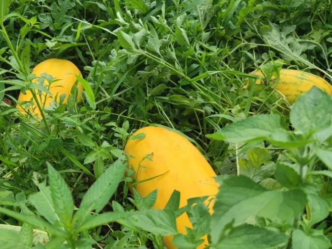 说到荔枝,就不得不提到德庆官圩镇特有的鸳鸯桂味荔枝!