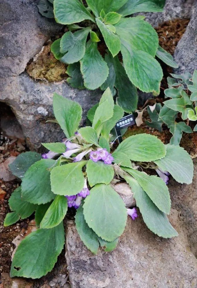 迁地保育成效初现,从试验基地搬进新家的"i人"苣苔